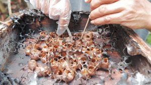Peternakan lebah klanceng menghasilkan madu berkualitas.