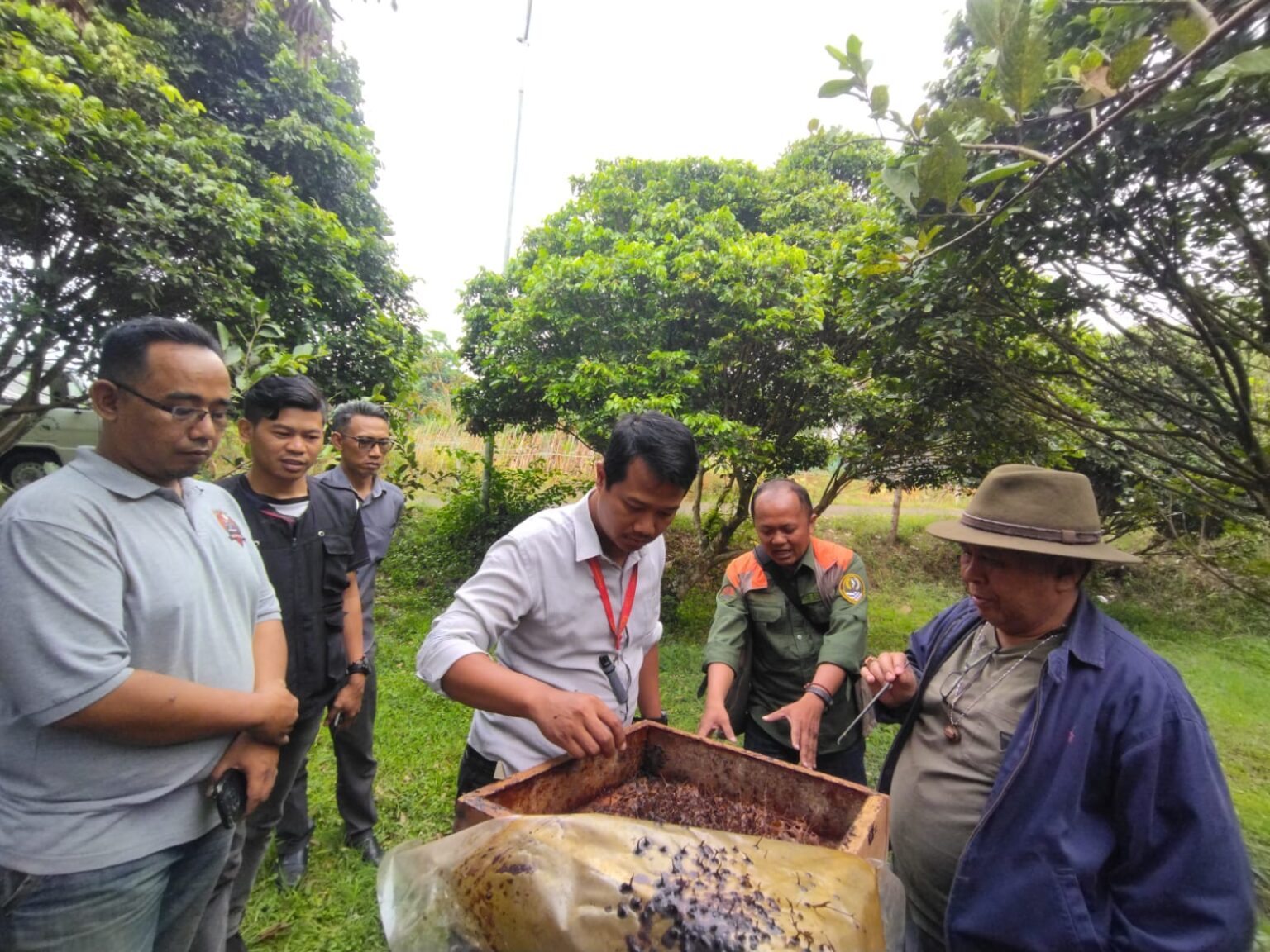 Trigona Itama di kebun buah kelengkeng
