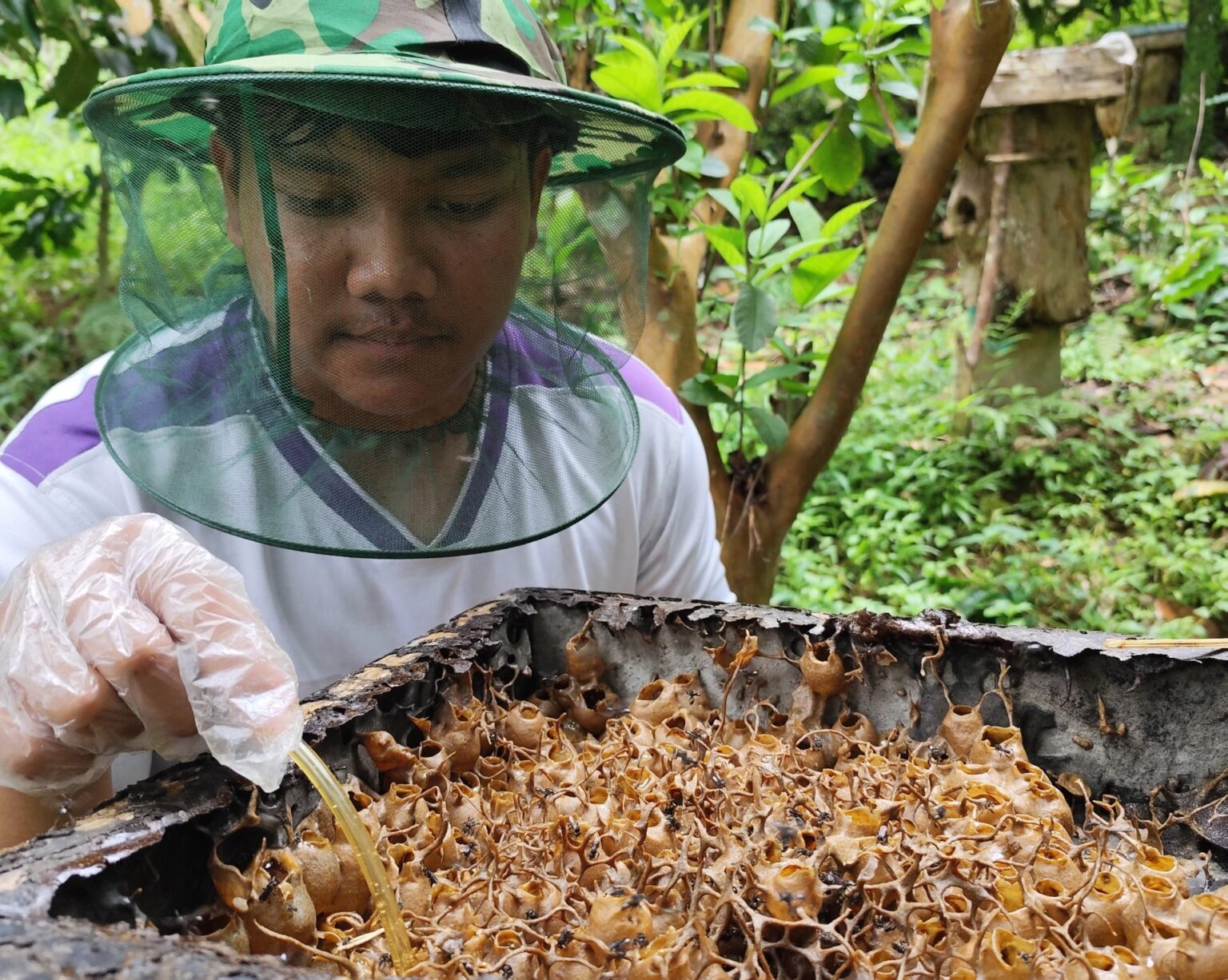 Madu Pak Lebah panen madu Trigona